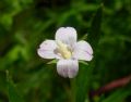 Epilobium tetragonum